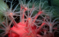 MushroomSoftCoral1920x12006-27-2011 10_26_19 AM Bing Desktop